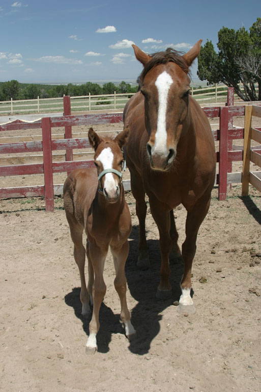 Mother and foal