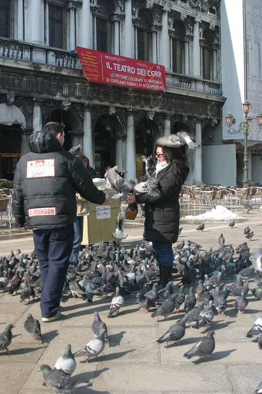 Pigeons