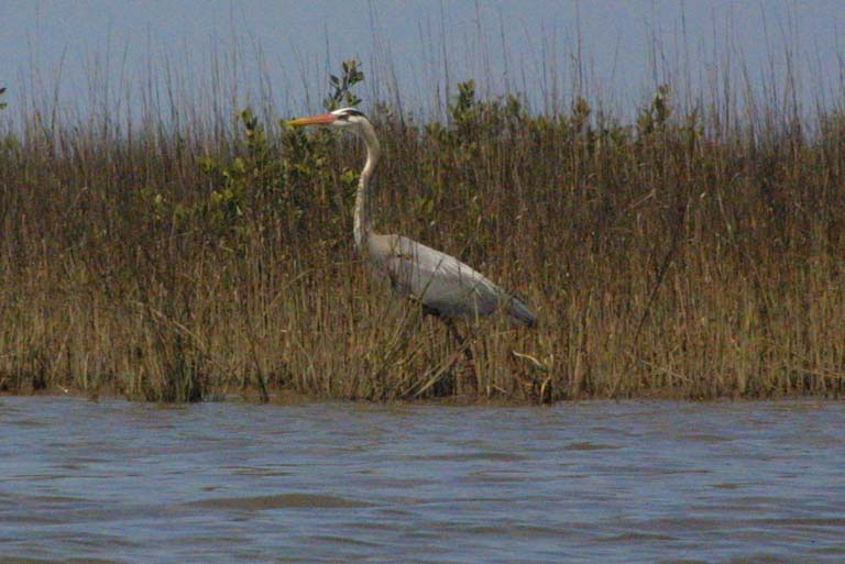 Young adult