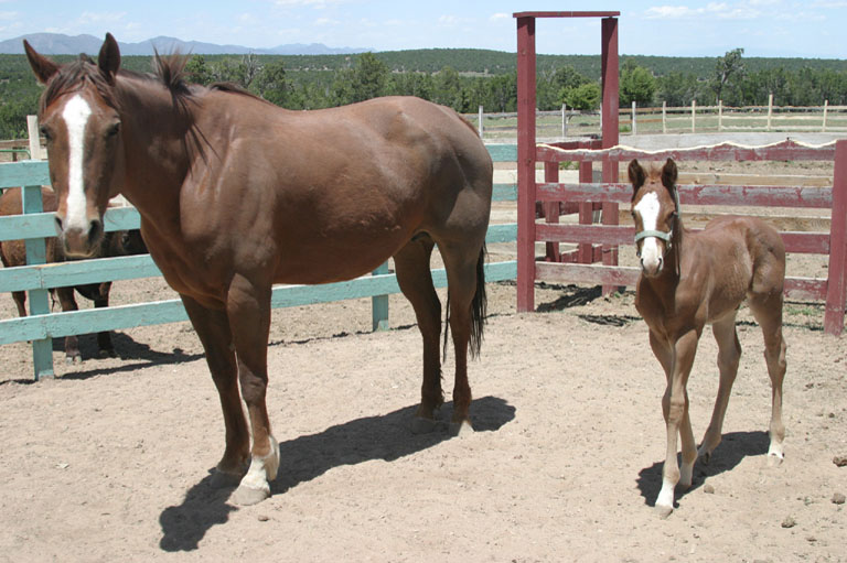 Mother and foal6