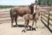 Mother and foal2