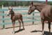 Mother and foal3
