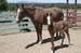 Mother and foal4