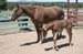 Mother and foal5