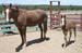 Mother and foal6