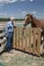 Nice horse