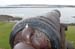 Cannon
