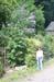 Hedgerow